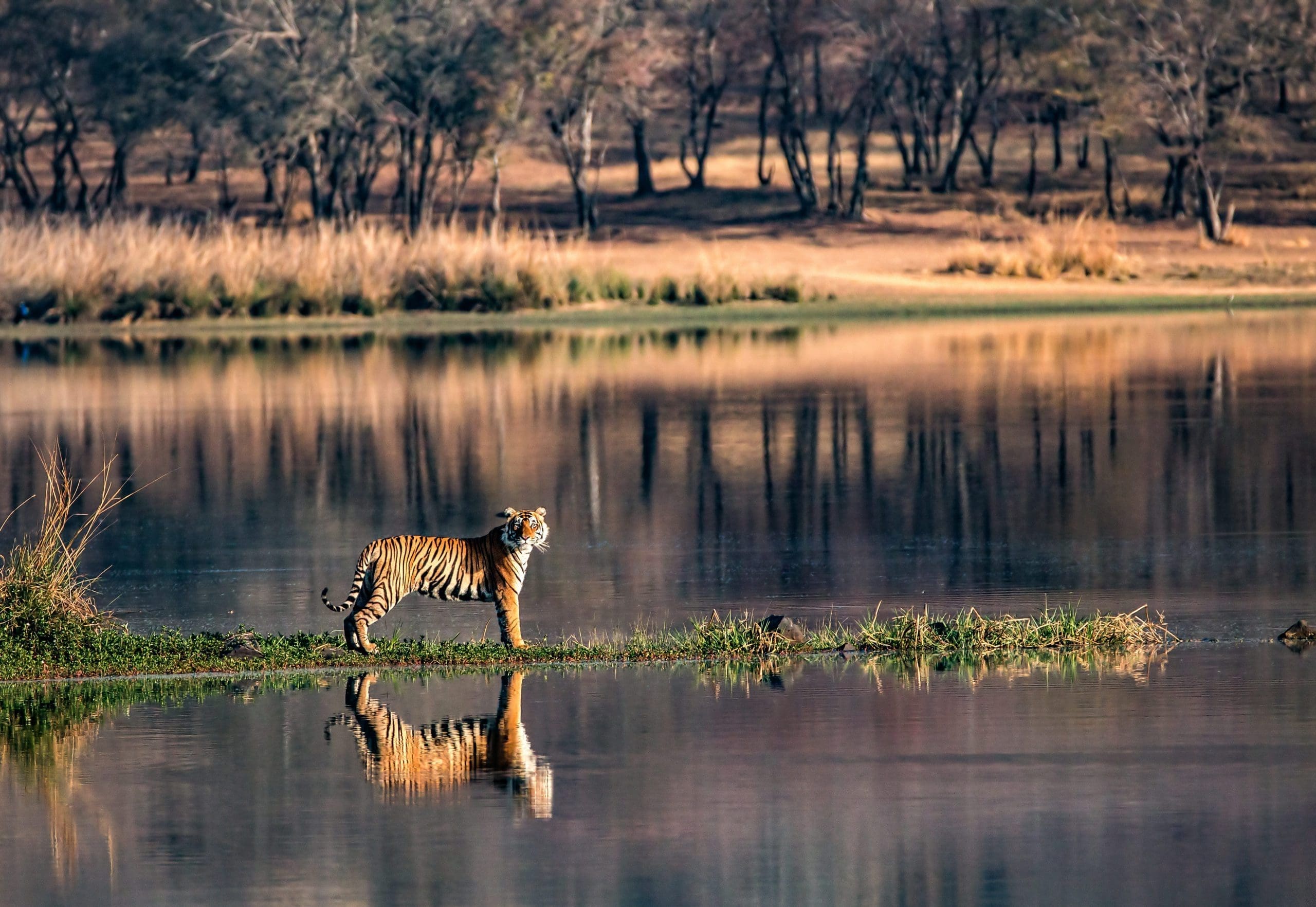 The Best Places to See Tigers in India