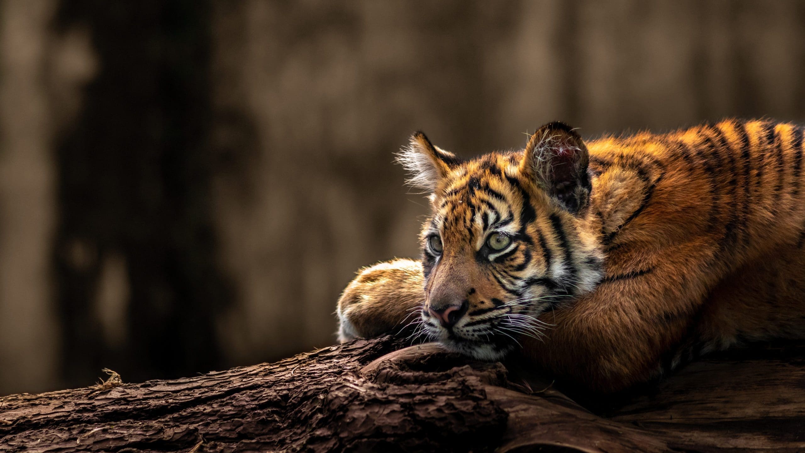 The best places to see tigers in india