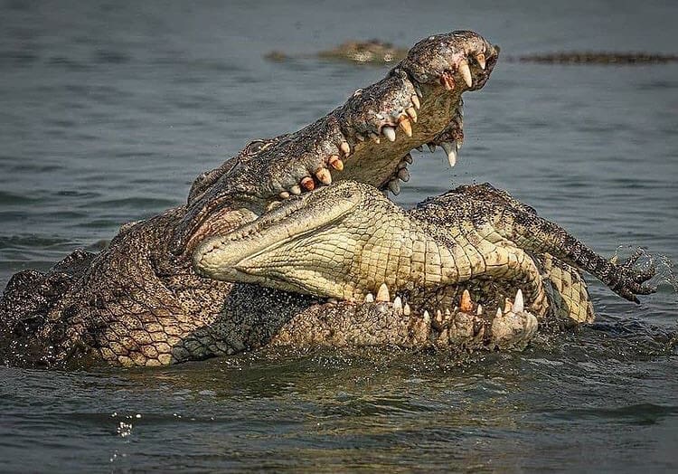 Large Nile crocodile cannibalising a smaller crocodile