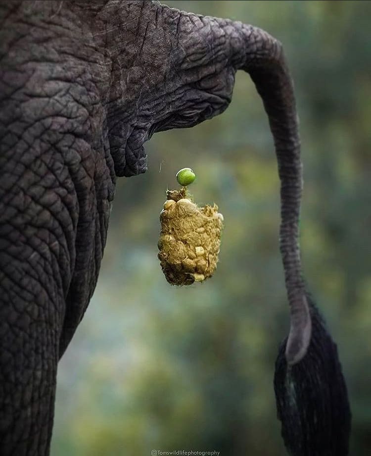 African savanna elephant