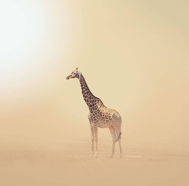 Lone giraffe in the desert