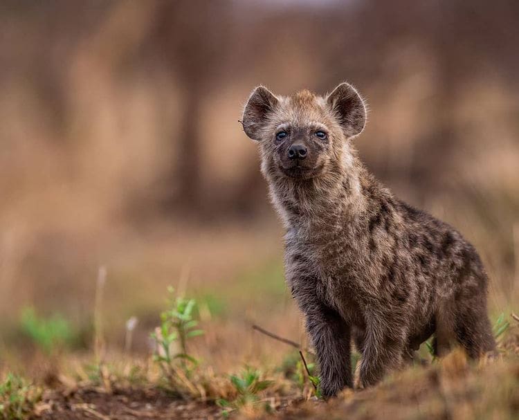 Wild animals in Africa