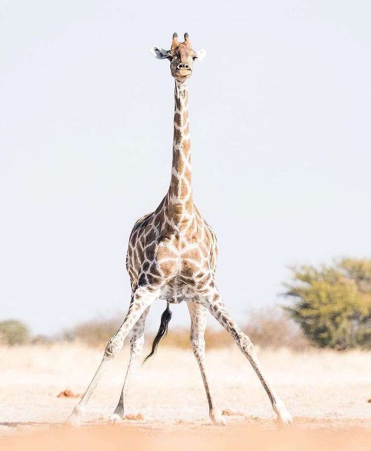 Waterhole in the African savanna