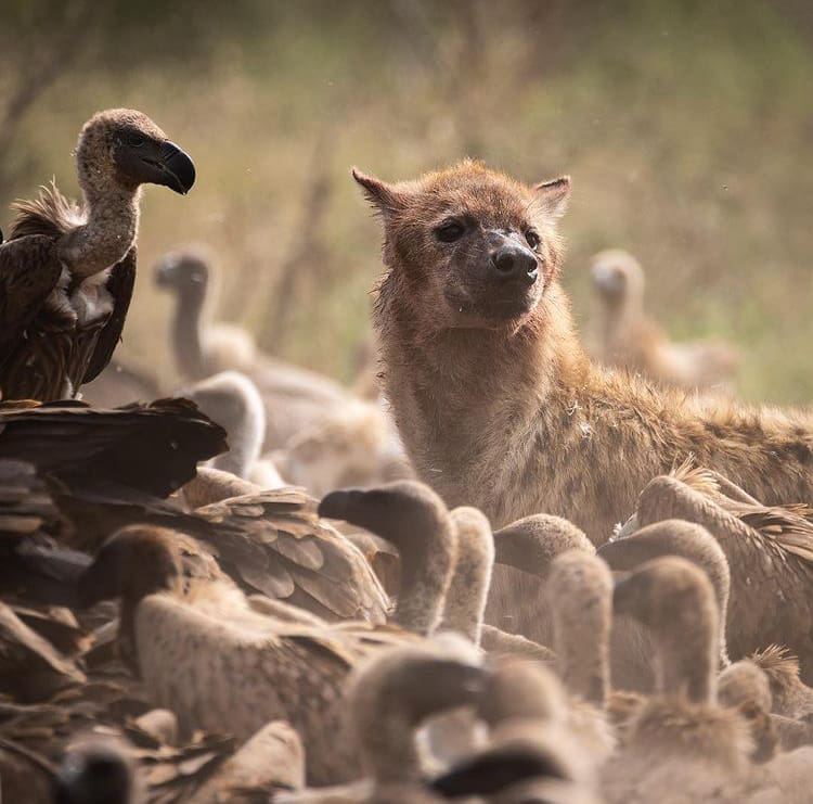 Scavengers feeding on a fresh carcass in Africa