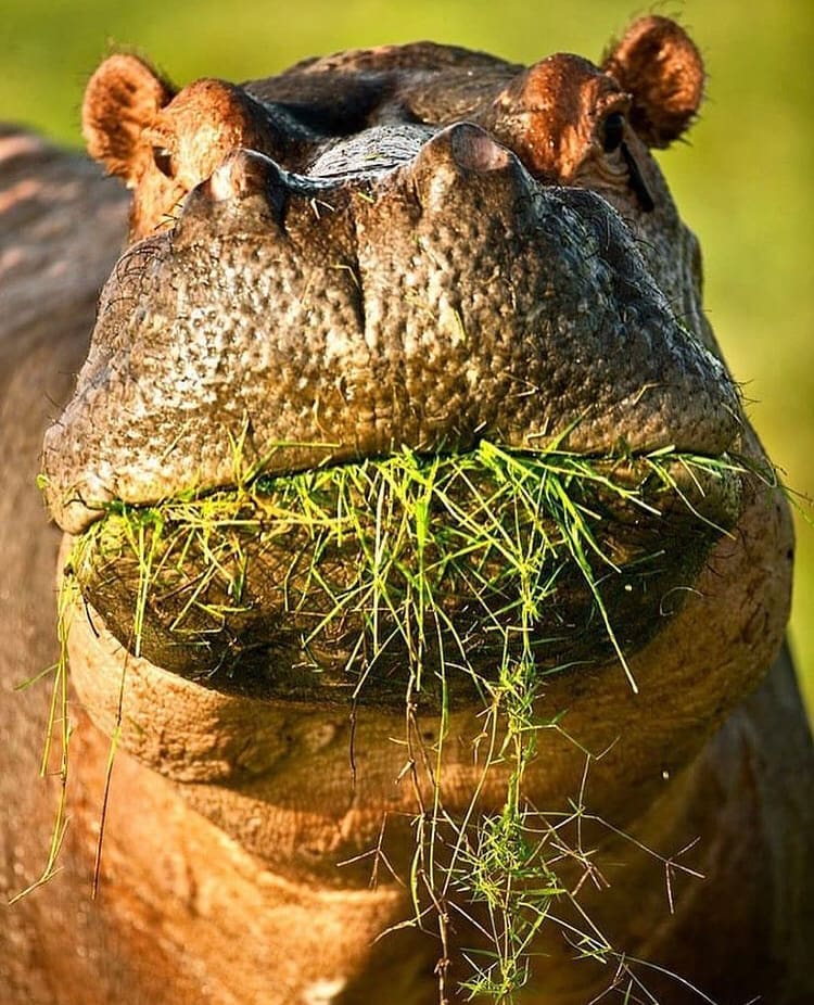 African herbivores