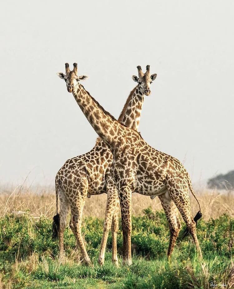 Twin giraffes