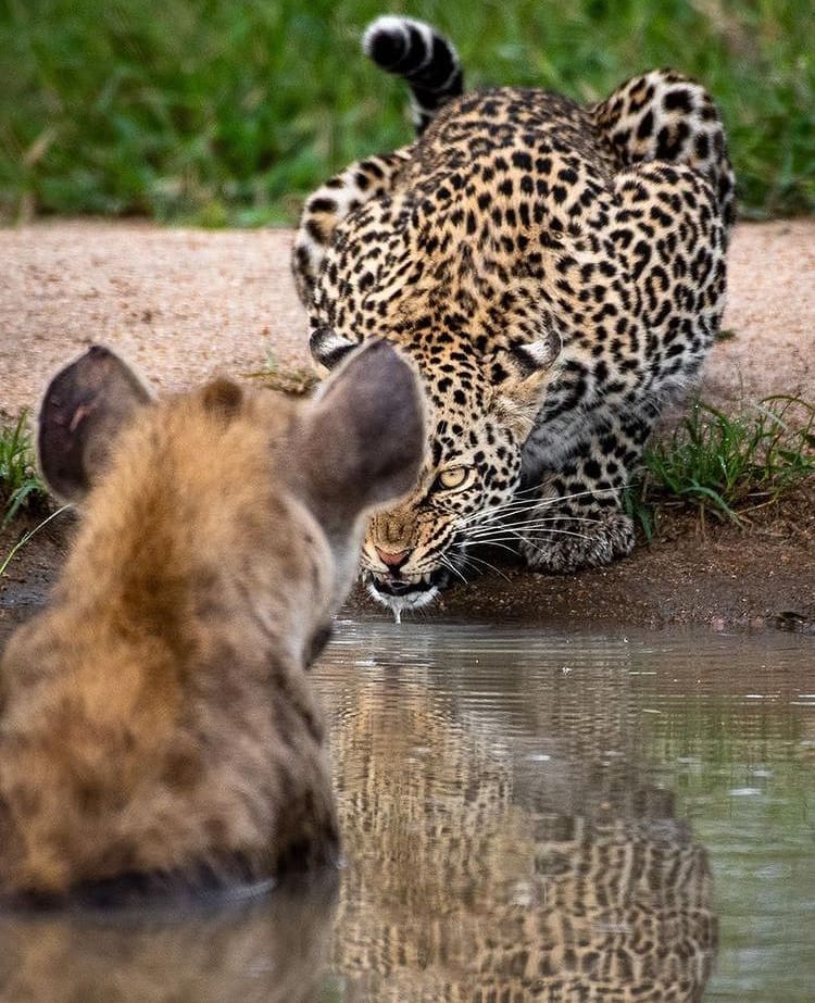 Hyena and leopard threatening eachother