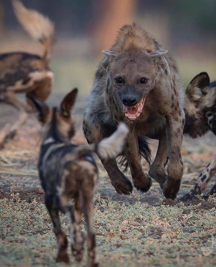 Hyena vs Wild Dogs