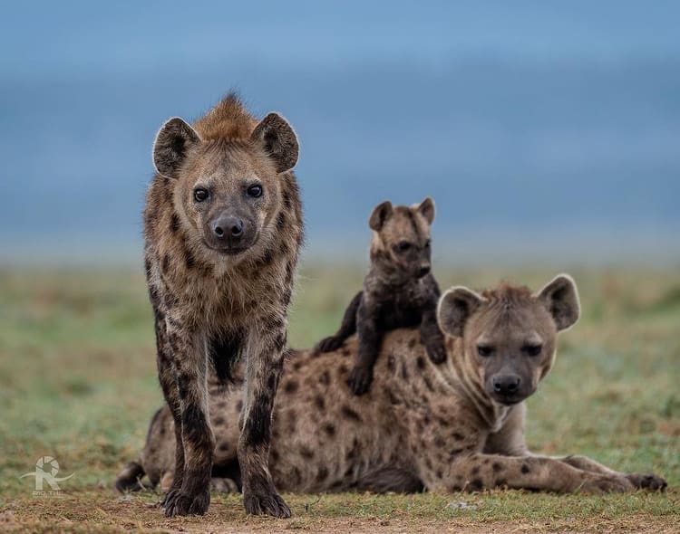 Playful spotted hyena family in the savanna