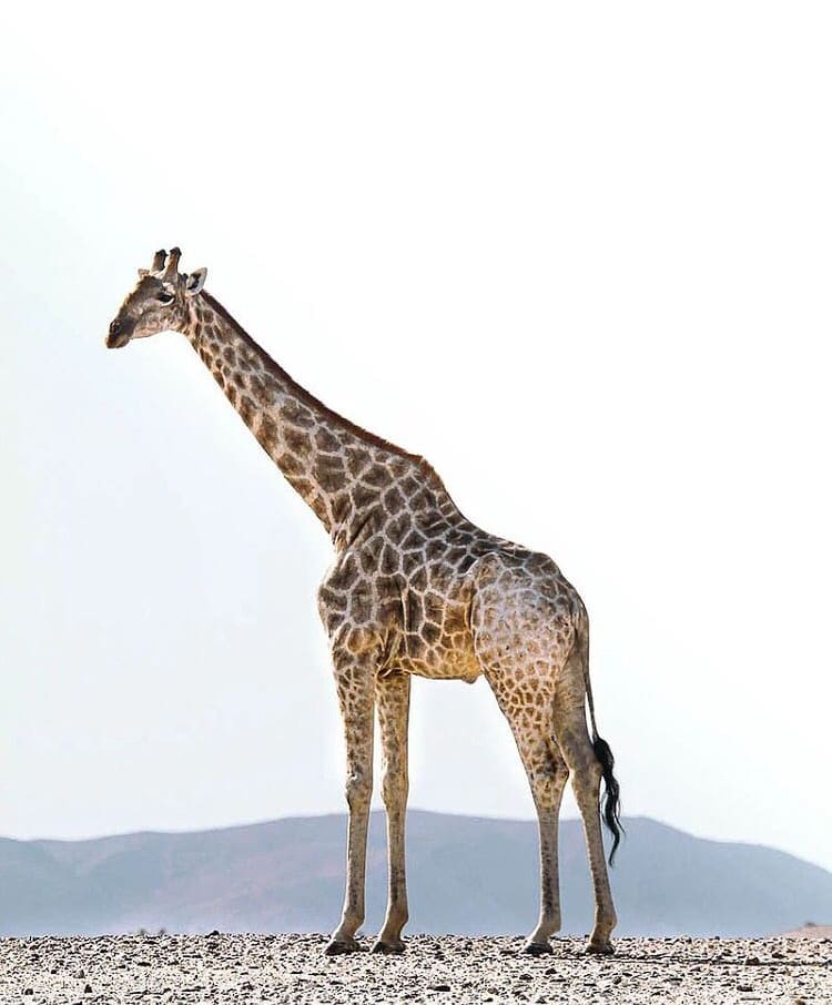 A lone giraffe near the Khumib River, Namibia