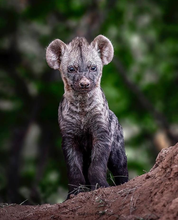 Baby animal in the African bush