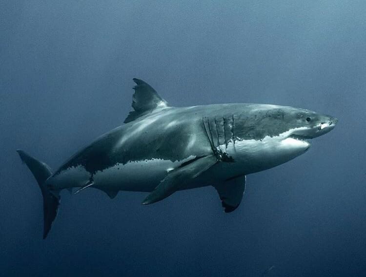 A large shark swimming through the shadowy depths of the sea