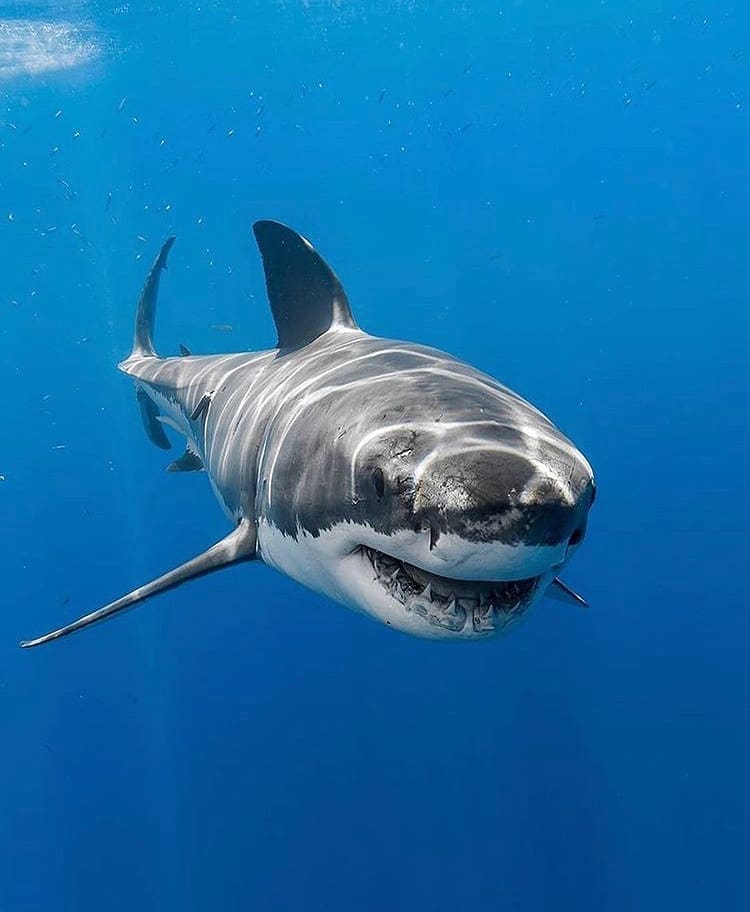 Underwater photography