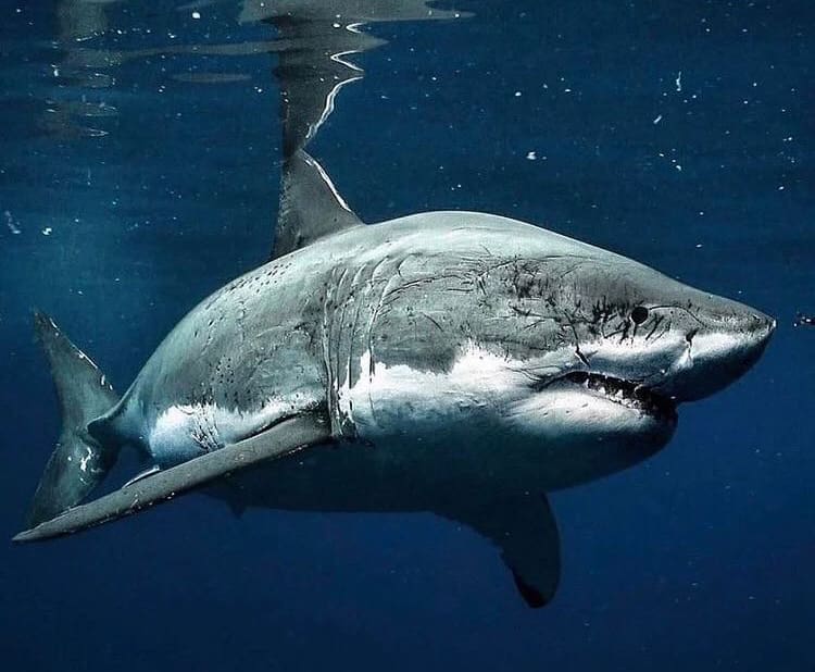 Severely scarred great white shark swims at the surface