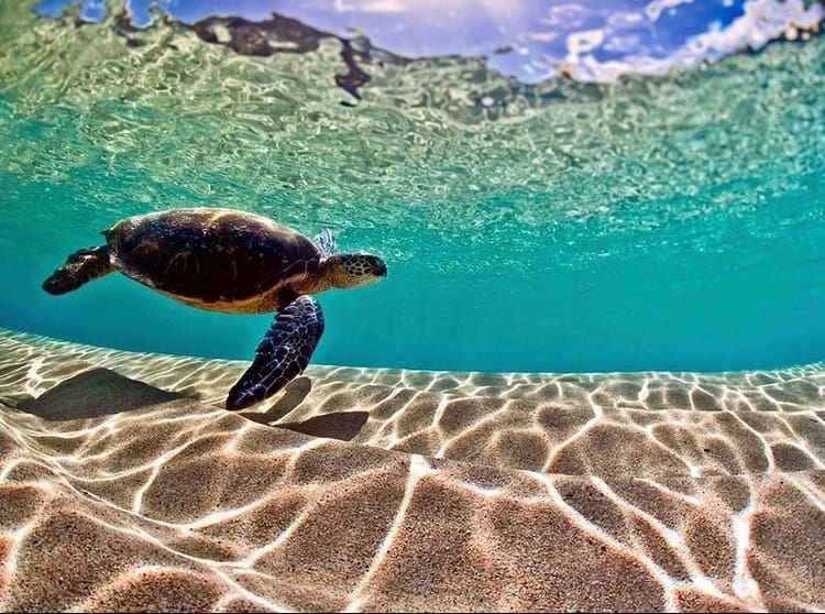 Where to surf in Hawaii