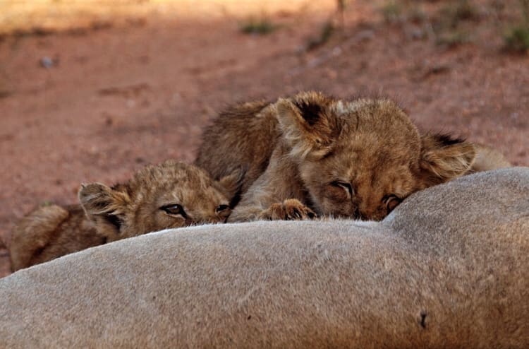 Young lion cubs suckle from a lioness in Pondoro Game Lodge