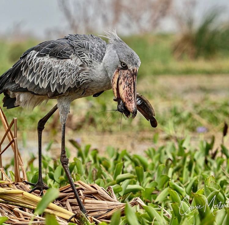 Shoebill stork feeding on a catfish in Rwanda