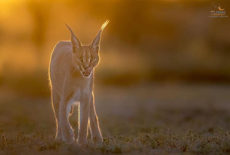 A caracal walks through the Kalahari with the golden light in the back - The Best Places to Go on Safari in Botswana
