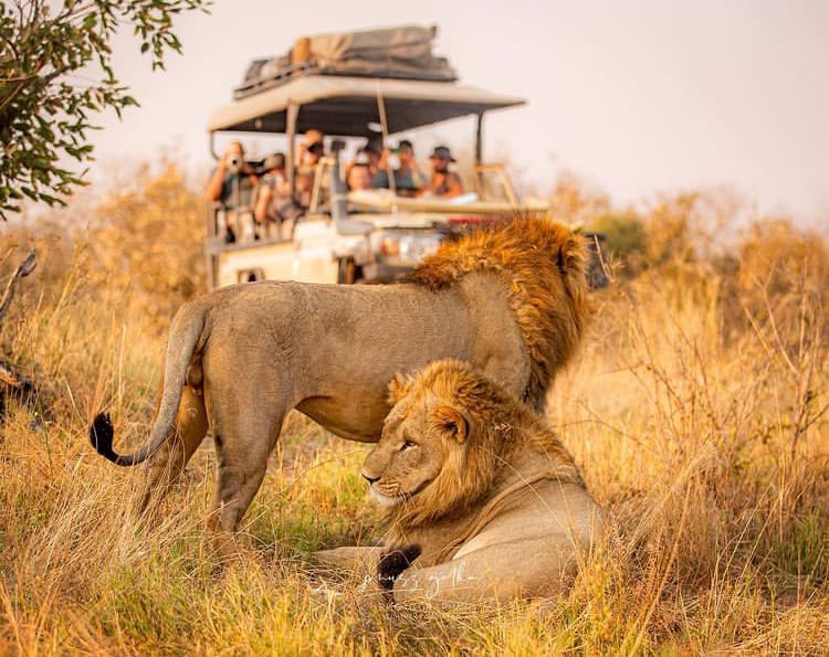 Male lion brothers lying in the grass with safari vehicle looking on - The Best Places to Go on Safari in Botswana