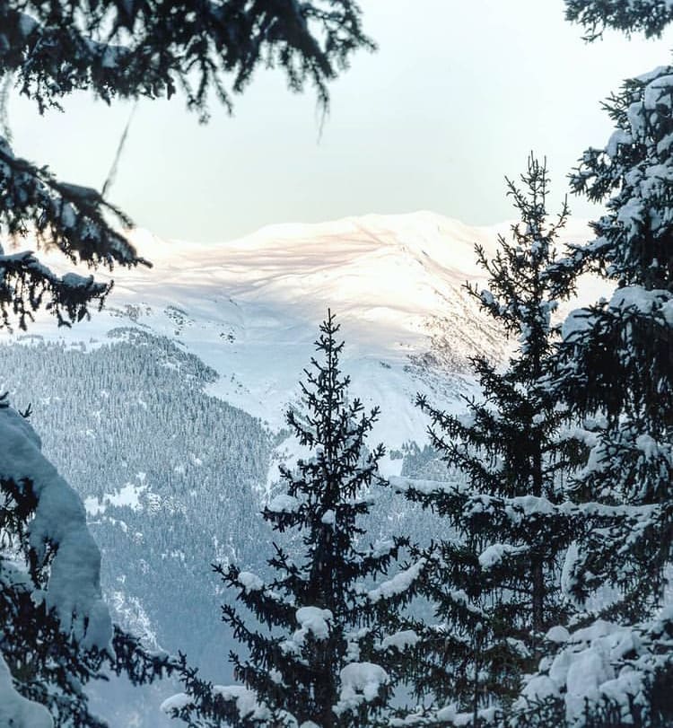 Snowy trees and forest with a mountain view in La Plagne