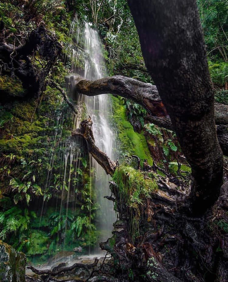 Forest in Cecilia Waterfall National Park