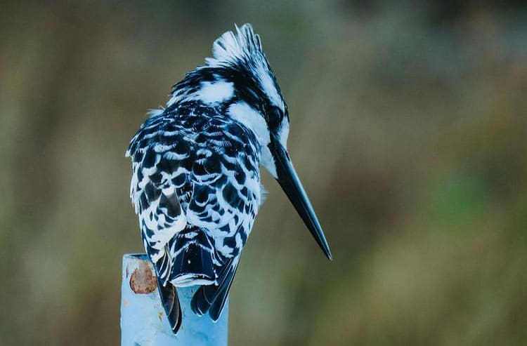 Pied Kingfisher fishing in Moremi Game Reserve