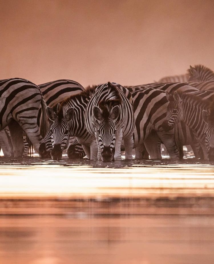 Herd of zebras drinking out of the Makgadigadi Pans, Botswana