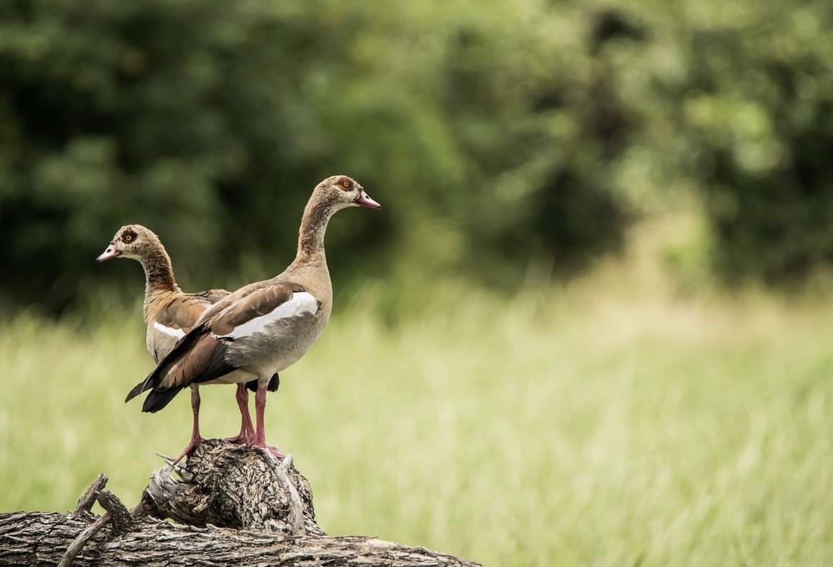 A pair of Egyptian Geese warming up in the sun