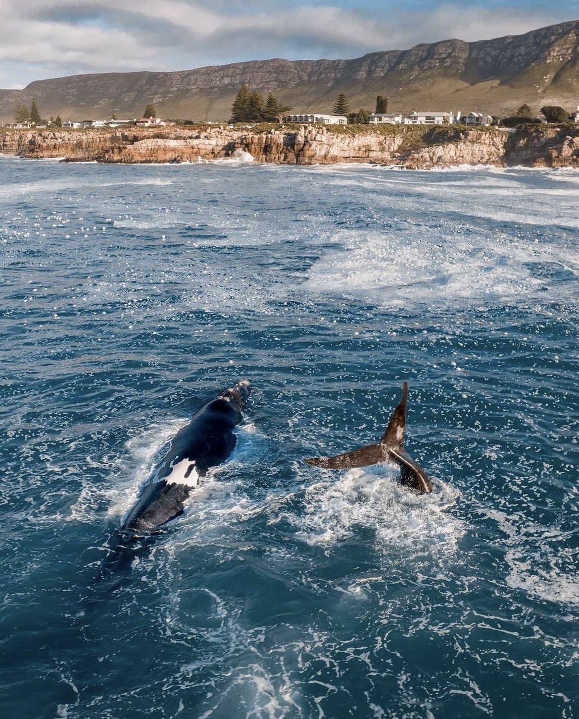 Whales playing in the sea in Hermanus bay