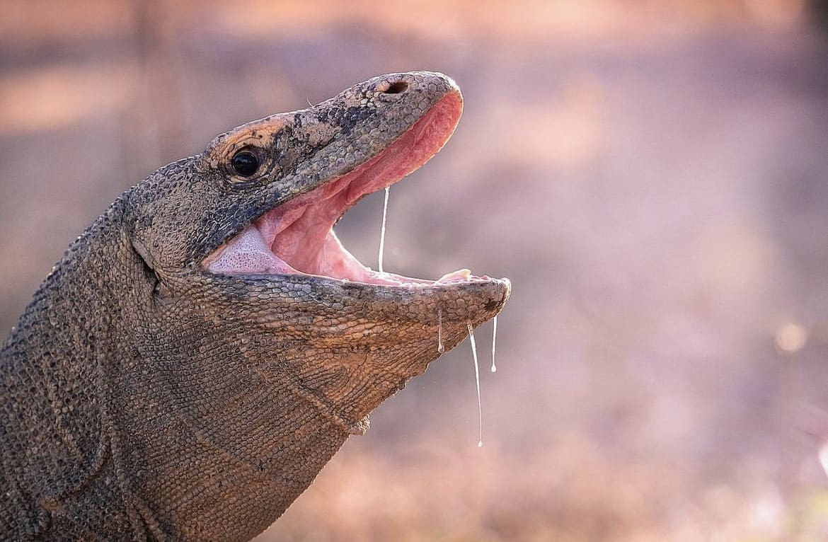 Komodo Dragon Saliva