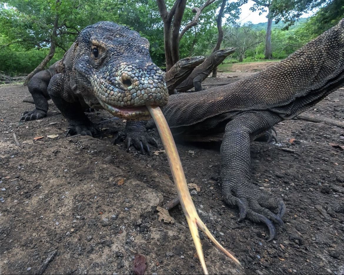 Closeup of a group of Komodo Dragons