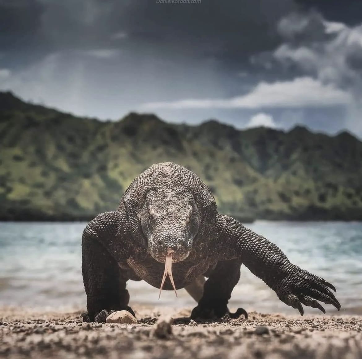 Komodo Dragon walking on the beach