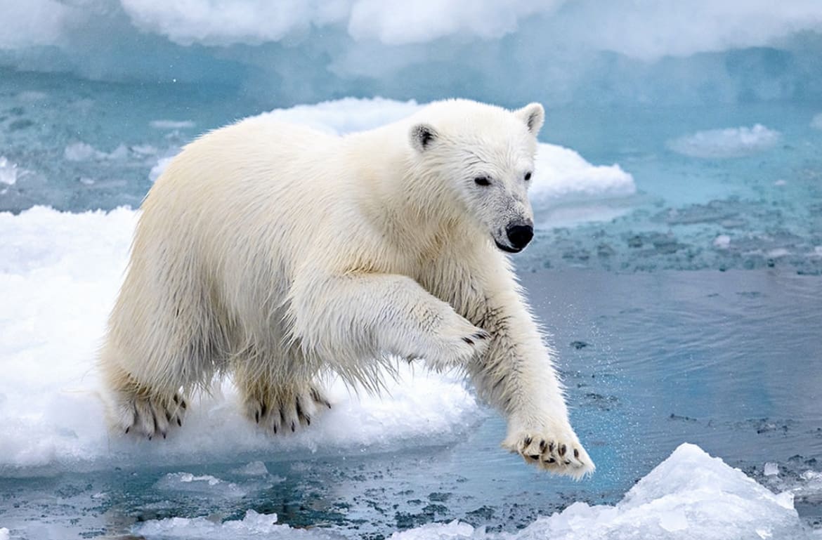Arctic predator jumping from once piece of floating ice to another
