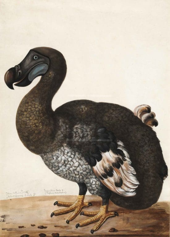 illustration of a Dodo Bird