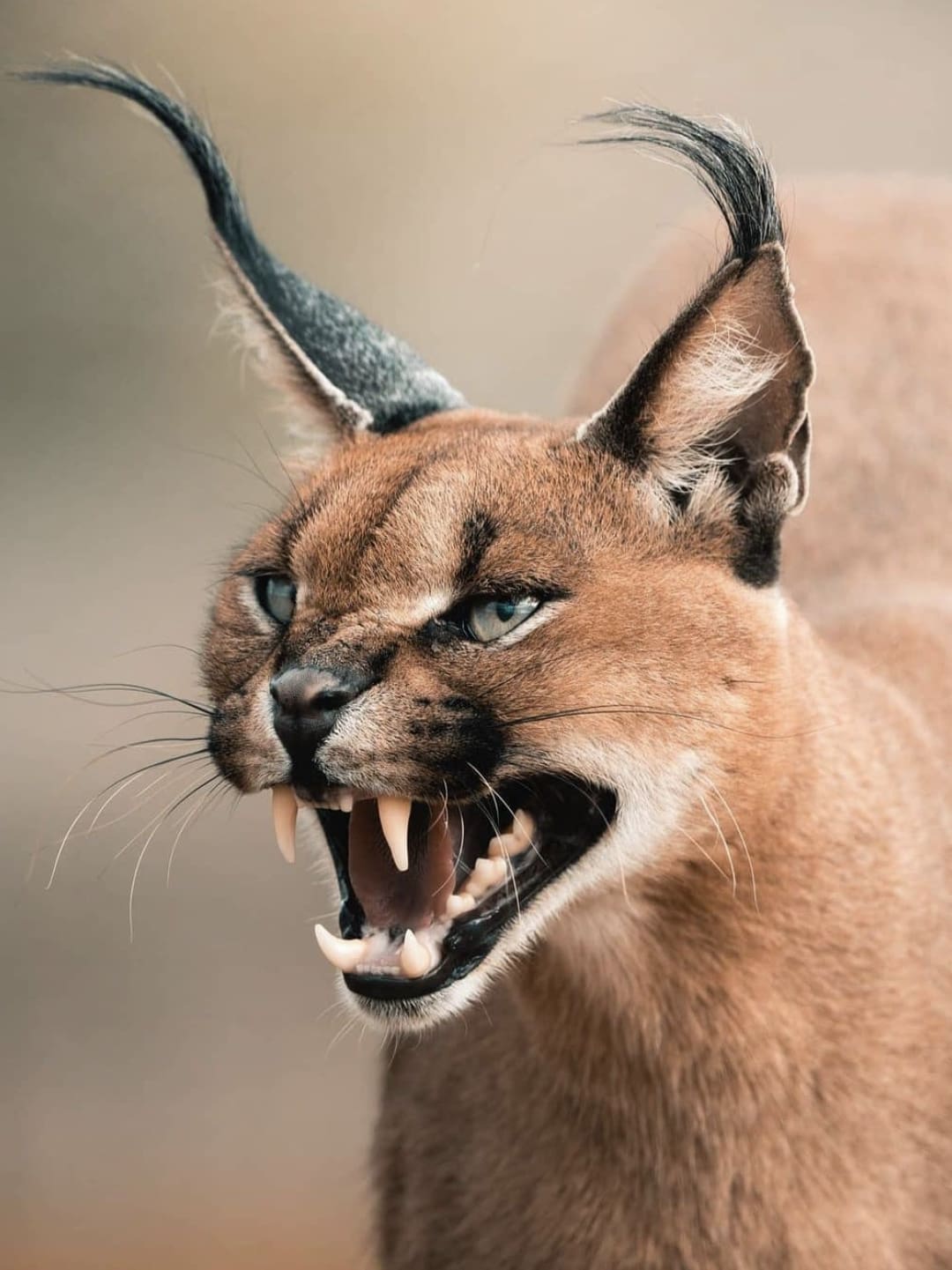 Wild caracal showing off its impressive teeth with an aggressive snarl