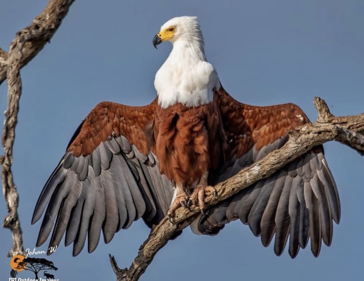 Bird of prey bathing in the sun on a cool morning in Kruger National Park, South Africa