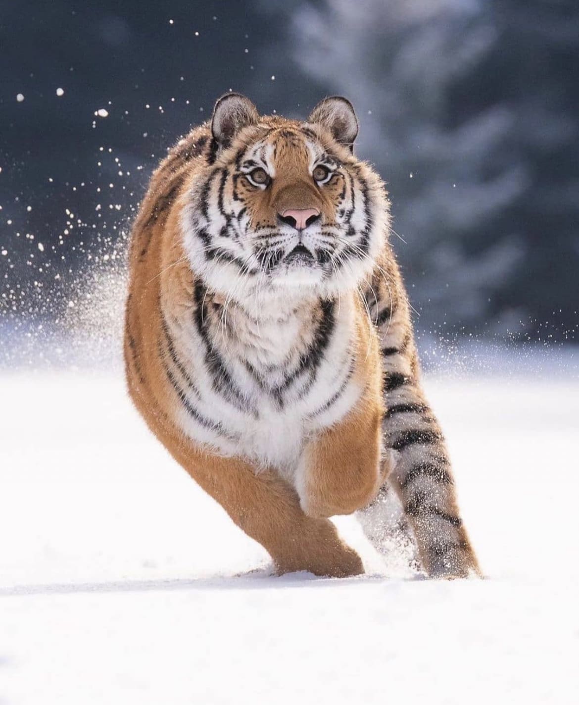 Siberian tiger running in the snow