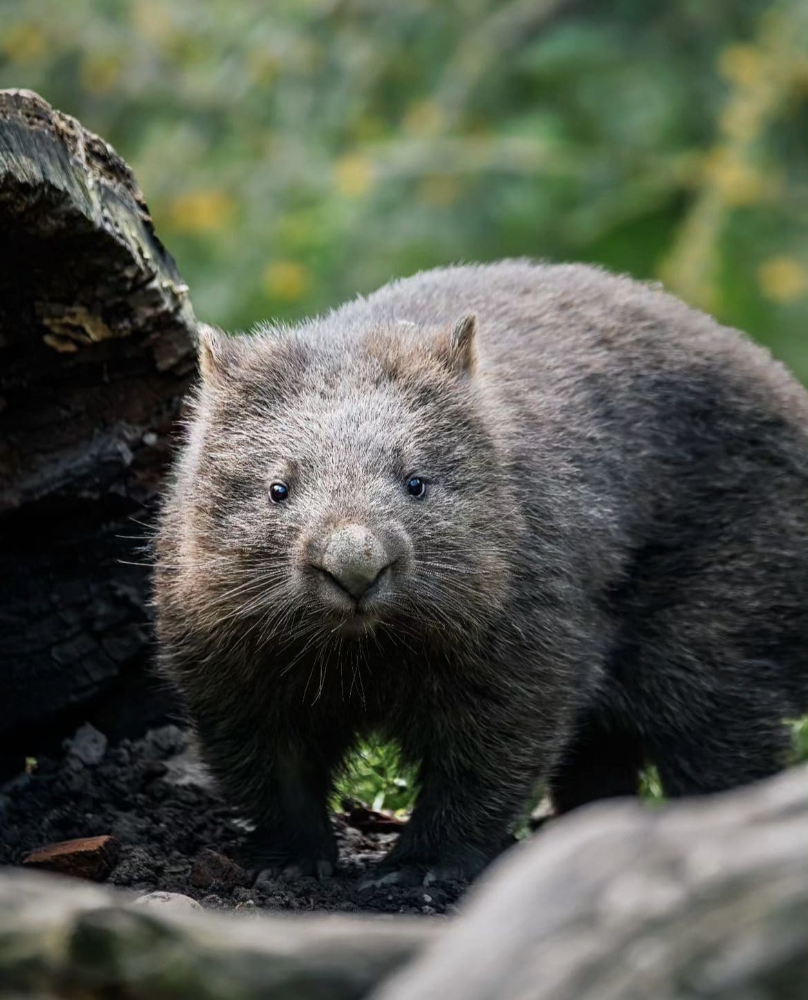 Wombat