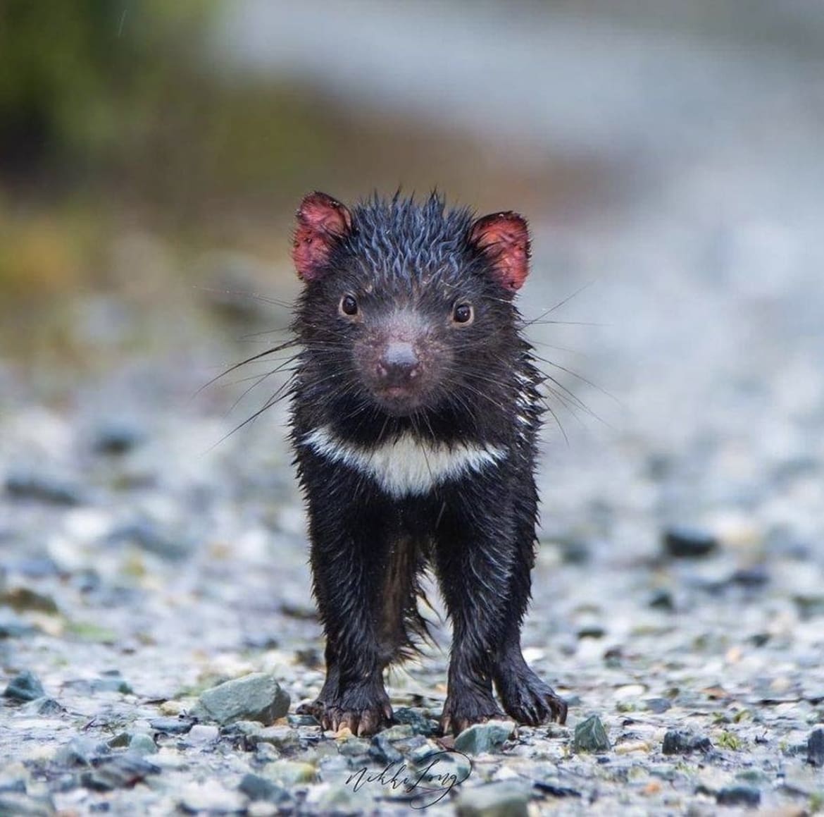 Baby Tasmanian Devil fresh out the lake