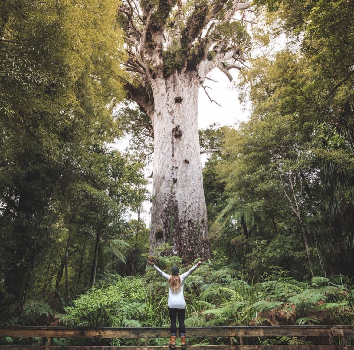 Meet the greats in Waipoua Forest