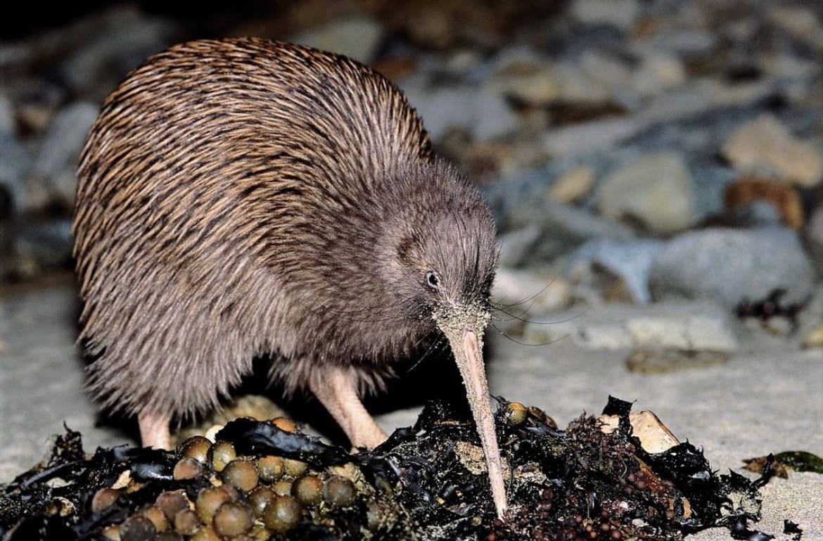 The kiwi is one of the most well-known animals in New Zealand