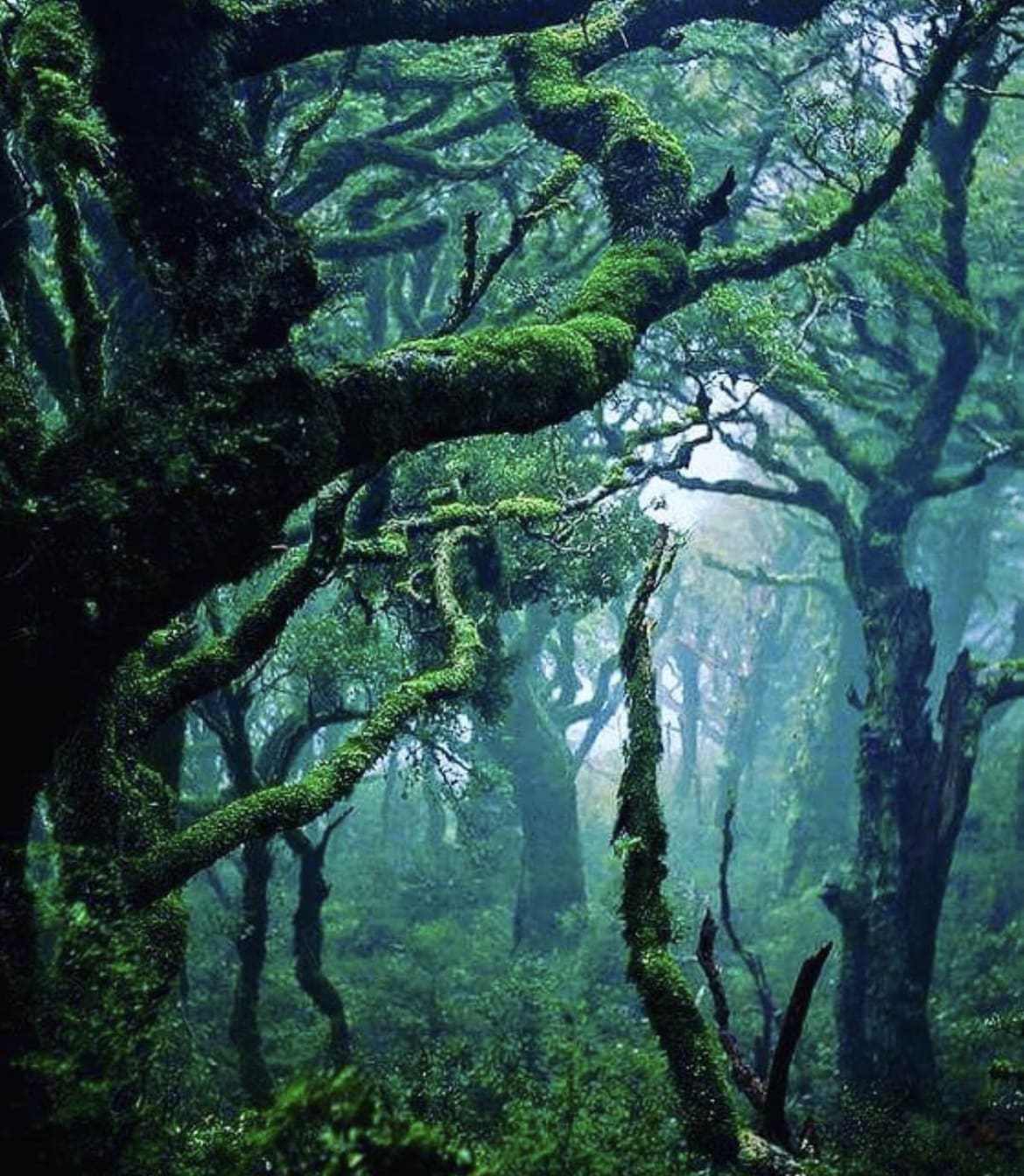 Te Urewera National Park