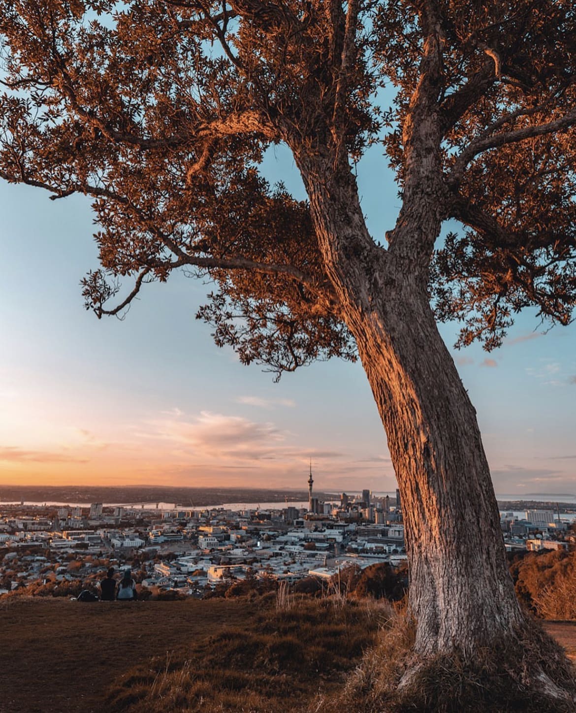 Views from Mount Eden