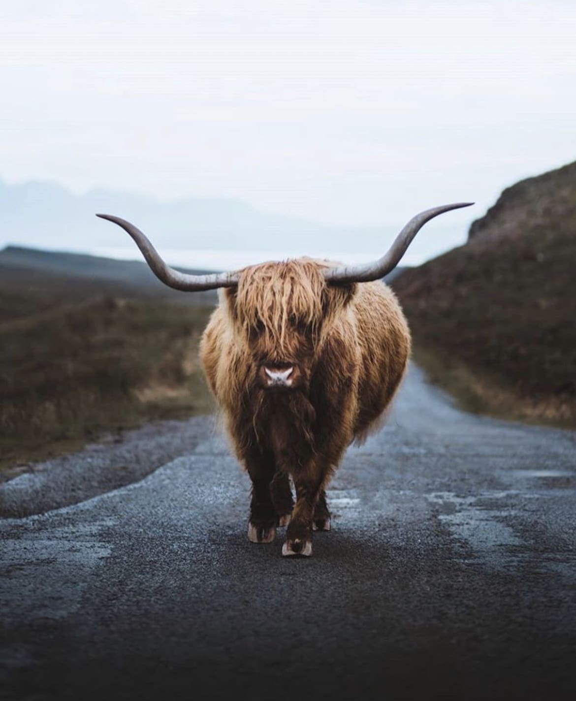 Highland Cow, Scotland