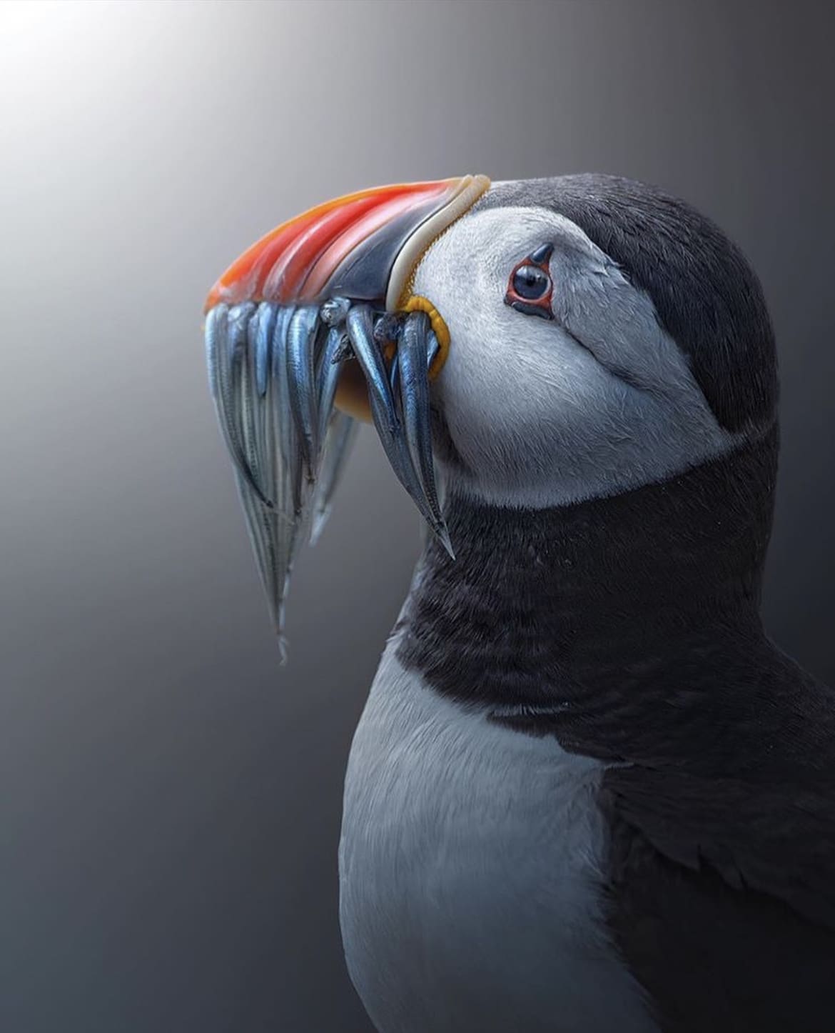 Wild Puffin, Scotland
