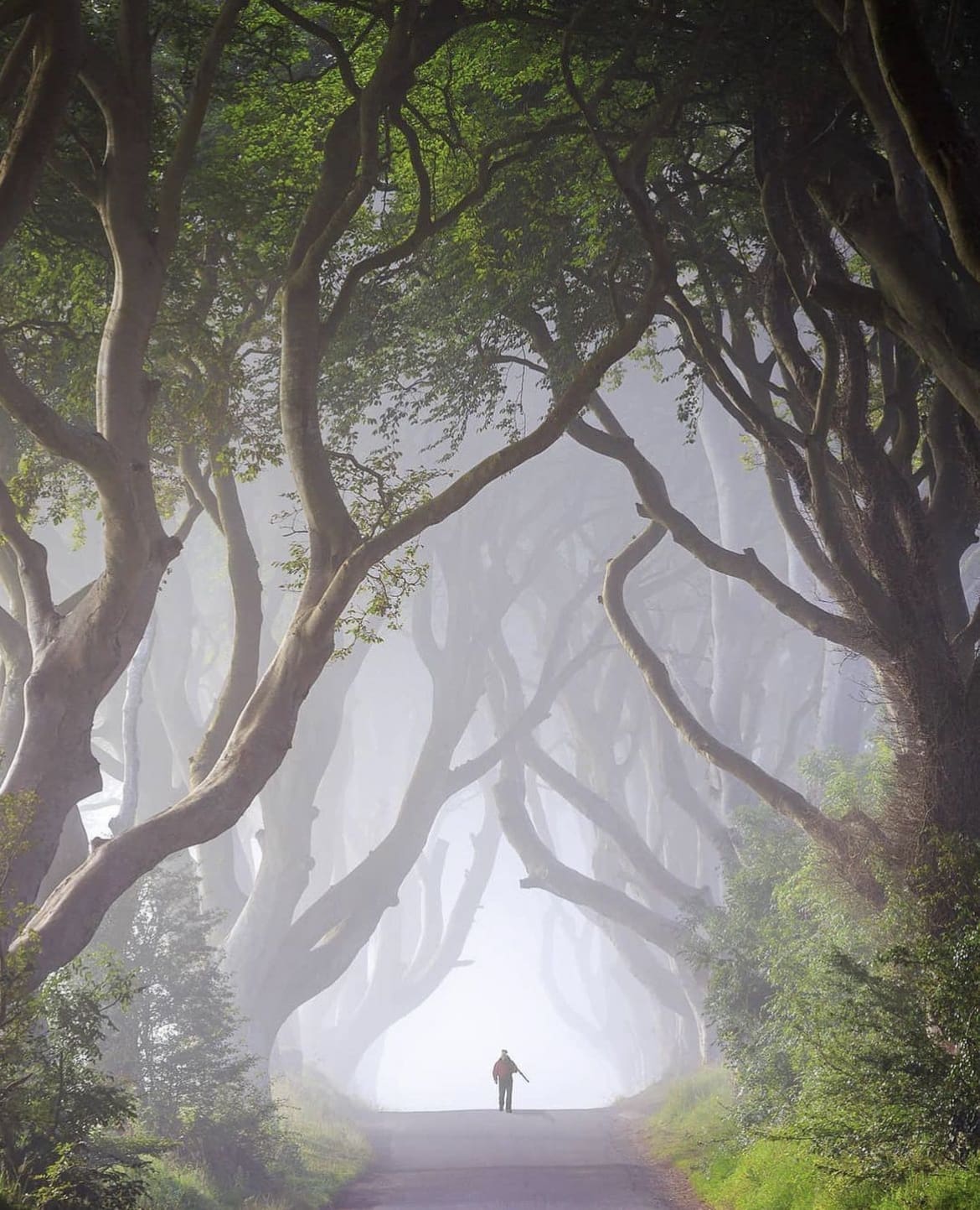 Enchanted forest