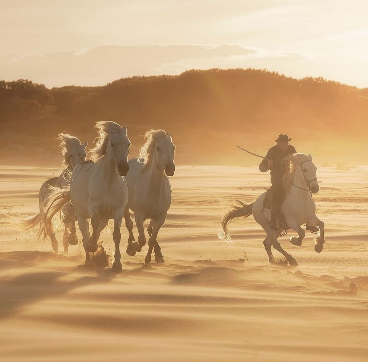 White Camargue Horses