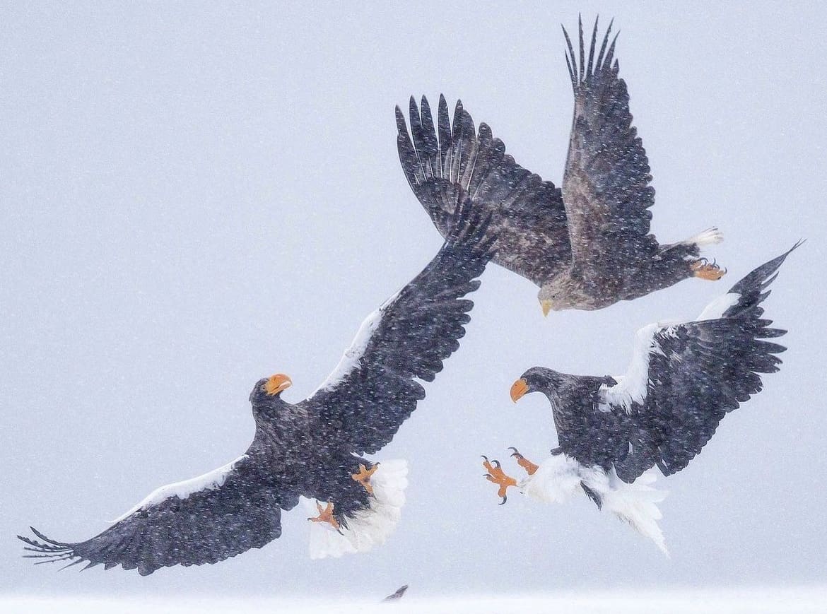 Stellar's and White-tailed Sea Eagle