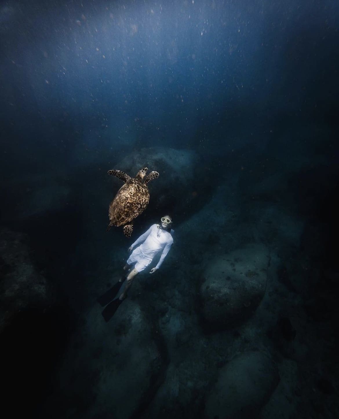 Diving with sea turtles