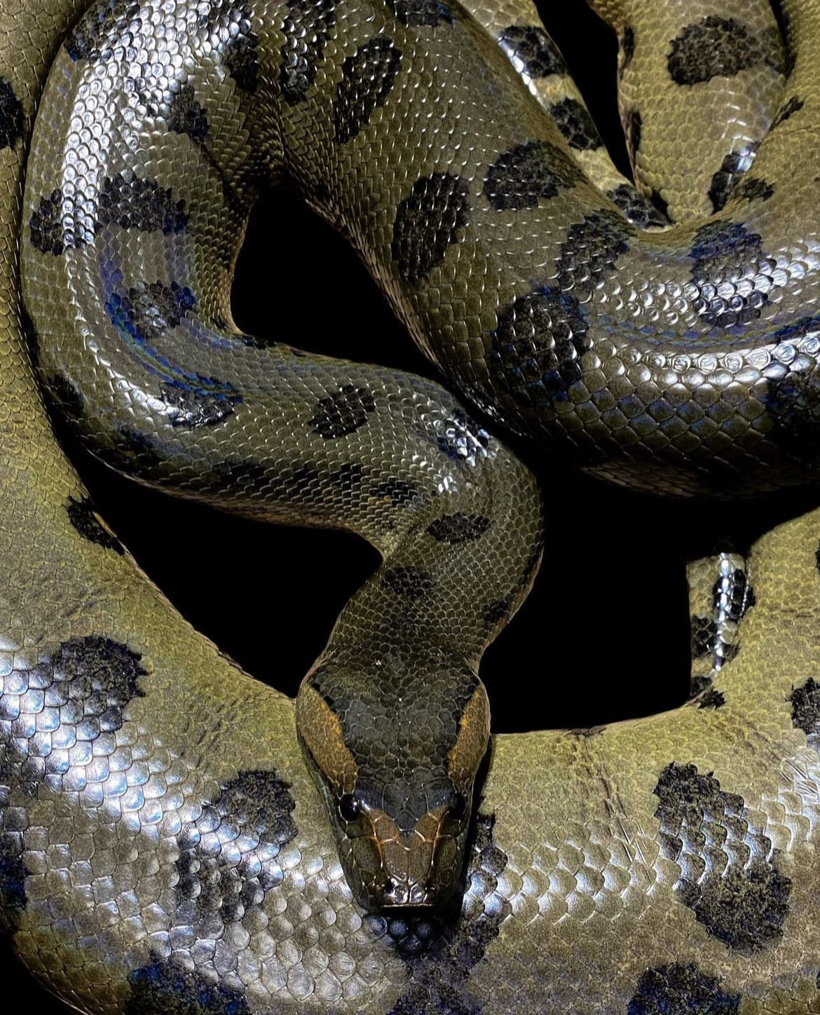 Large Anaconda